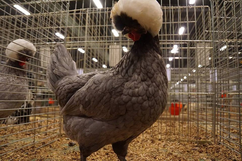  - EXPOZIȚIA EUROPEANĂ - HERNING 2018