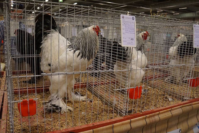  - EXPOZIȚIA EUROPEANĂ - HERNING 2018