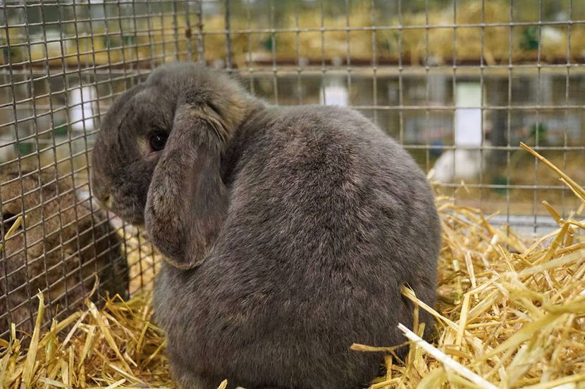  - EXPOZIȚIA EUROPEANĂ - HERNING 2018