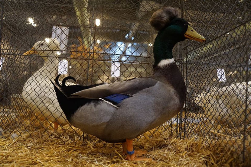  - EXPOZIȚIA EUROPEANĂ - HERNING 2018