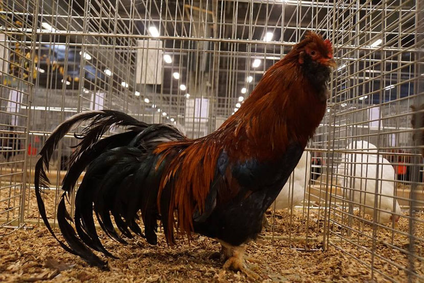  - EXPOZIȚIA EUROPEANĂ - HERNING 2018