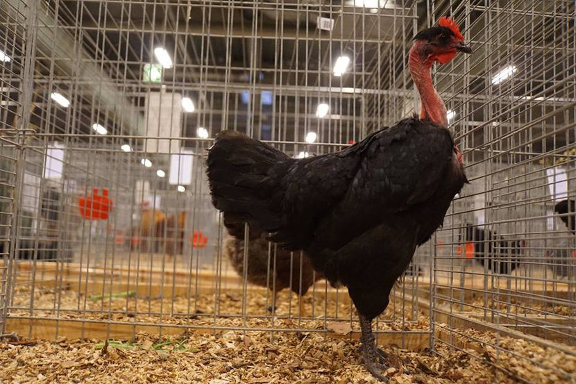  - EXPOZIȚIA EUROPEANĂ - HERNING 2018