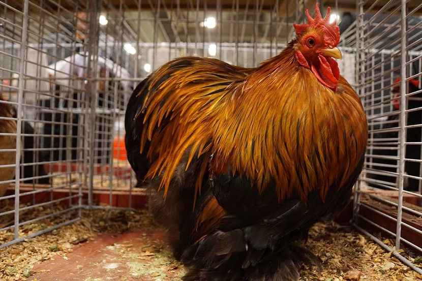  - EXPOZIȚIA EUROPEANĂ - HERNING 2018