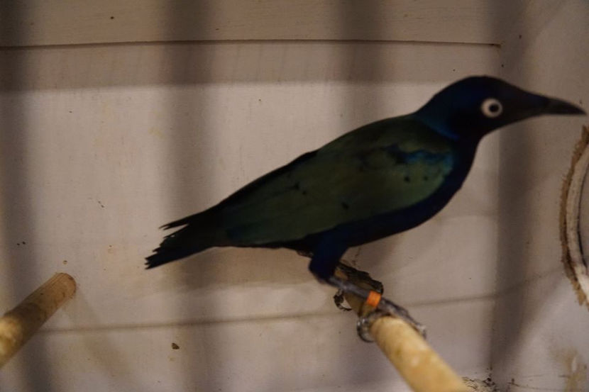  - EXPOZIȚIA EUROPEANĂ - HERNING 2018