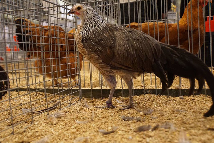  - EXPOZIȚIA EUROPEANĂ - HERNING 2018