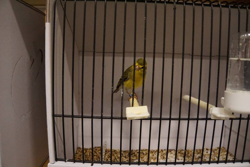  - EXPOZIȚIA EUROPEANĂ - HERNING 2018