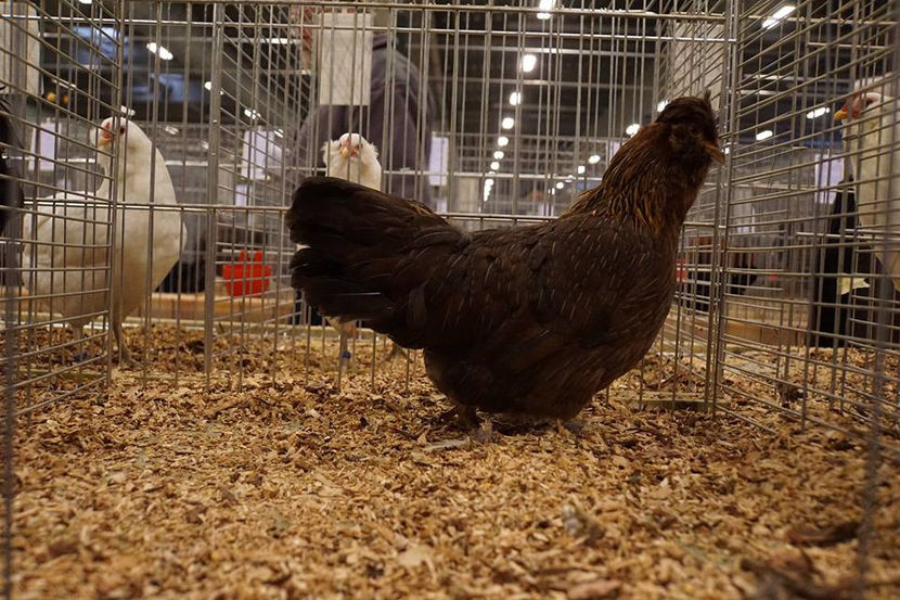  - EXPOZIȚIA EUROPEANĂ - HERNING 2018