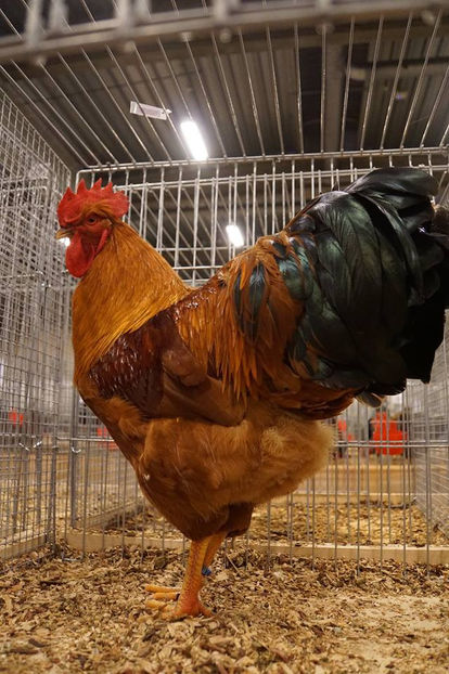  - EXPOZIȚIA EUROPEANĂ - HERNING 2018