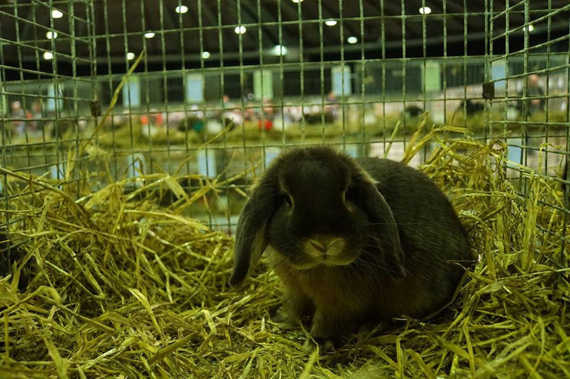  - EXPOZIȚIA EUROPEANĂ - HERNING 2018