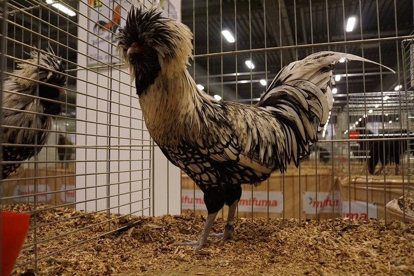  - EXPOZIȚIA EUROPEANĂ - HERNING 2018