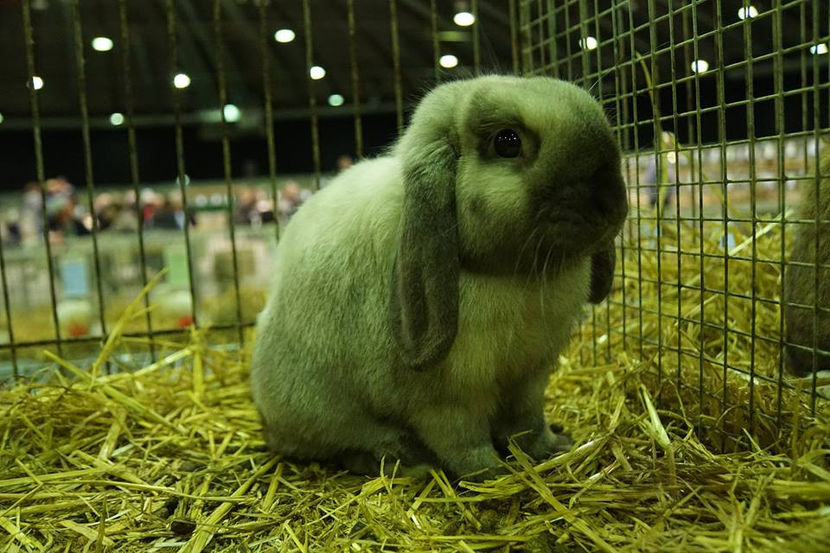  - EXPOZIȚIA EUROPEANĂ - HERNING 2018