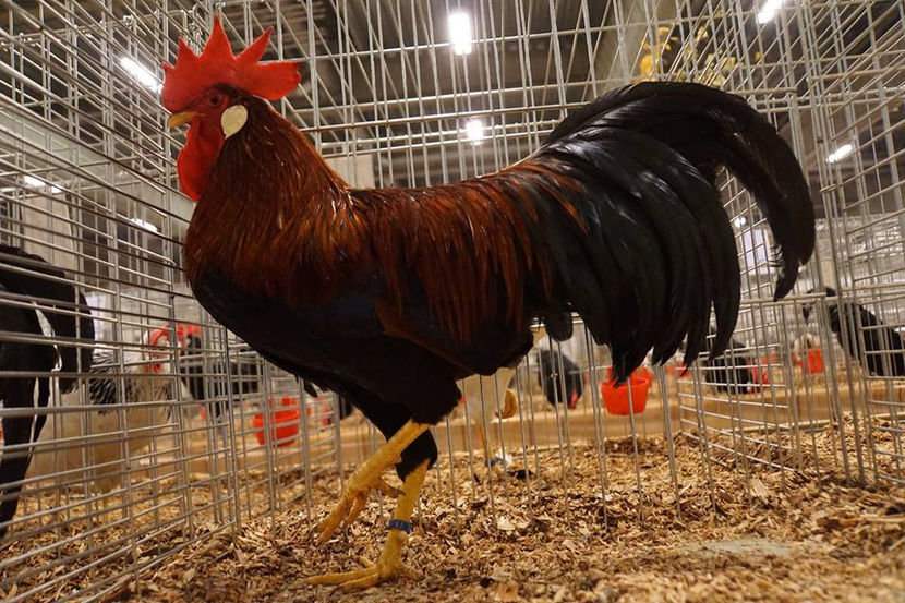  - EXPOZIȚIA EUROPEANĂ - HERNING 2018