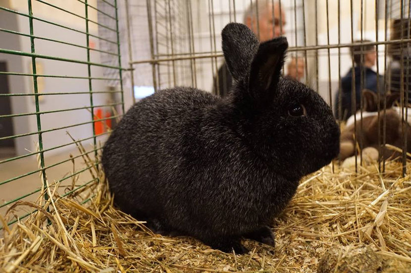  - EXPOZIȚIA EUROPEANĂ - HERNING 2018