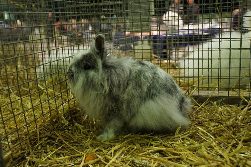  - EXPOZIȚIA EUROPEANĂ - HERNING 2018