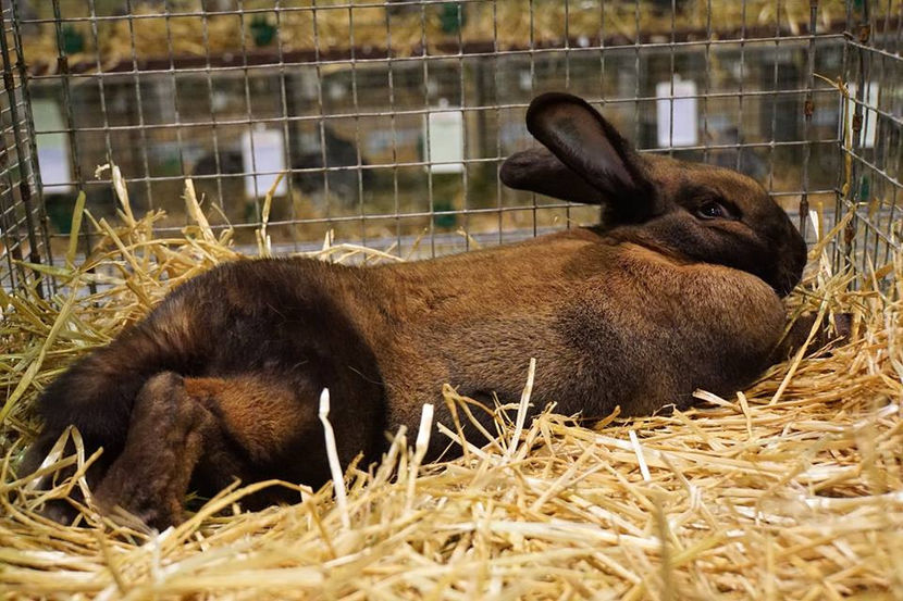  - EXPOZIȚIA EUROPEANĂ - HERNING 2018