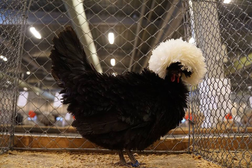  - EXPOZIȚIA EUROPEANĂ - HERNING 2018