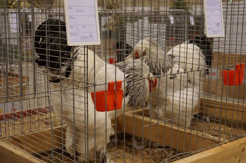  - EXPOZIȚIA EUROPEANĂ - HERNING 2018