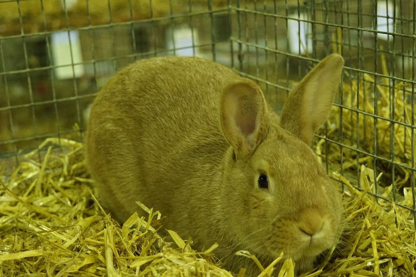  - EXPOZIȚIA EUROPEANĂ - HERNING 2018