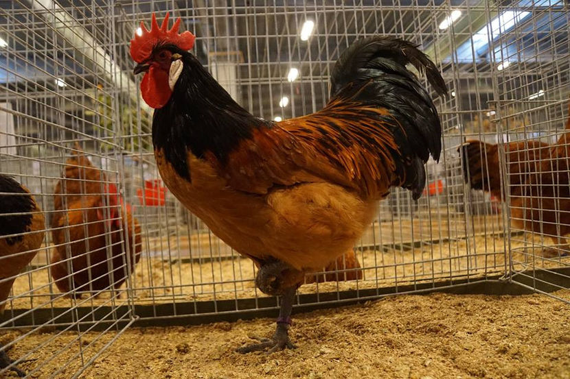  - EXPOZIȚIA EUROPEANĂ - HERNING 2018