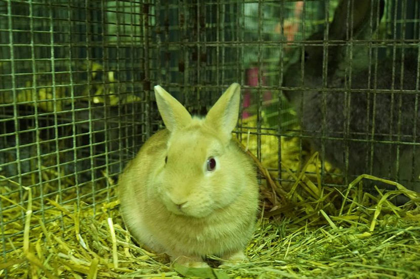  - EXPOZIȚIA EUROPEANĂ - HERNING 2018