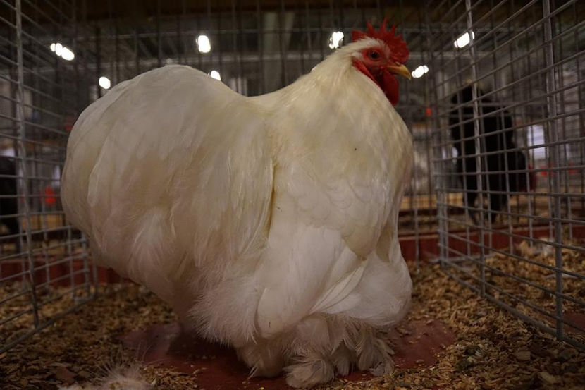  - EXPOZIȚIA EUROPEANĂ - HERNING 2018