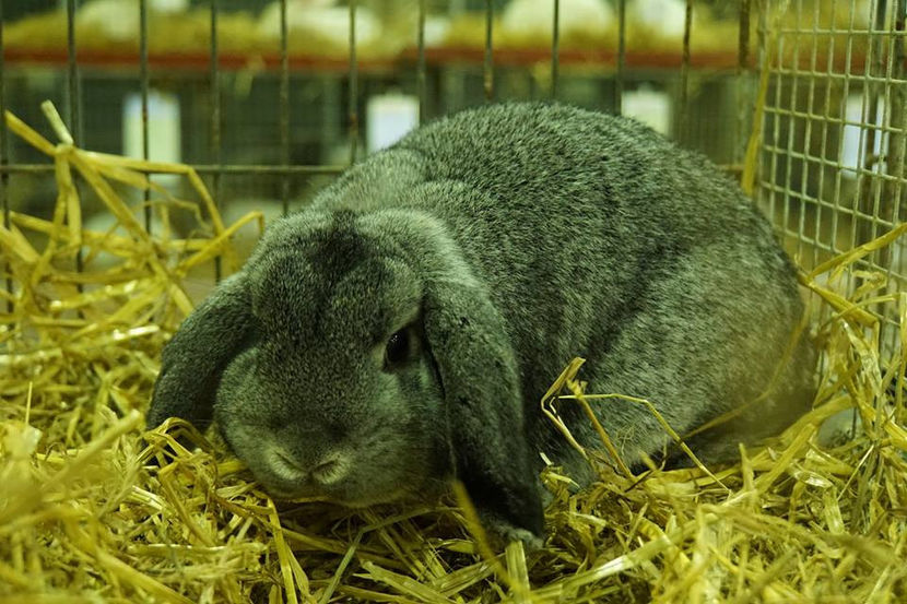  - EXPOZIȚIA EUROPEANĂ - HERNING 2018