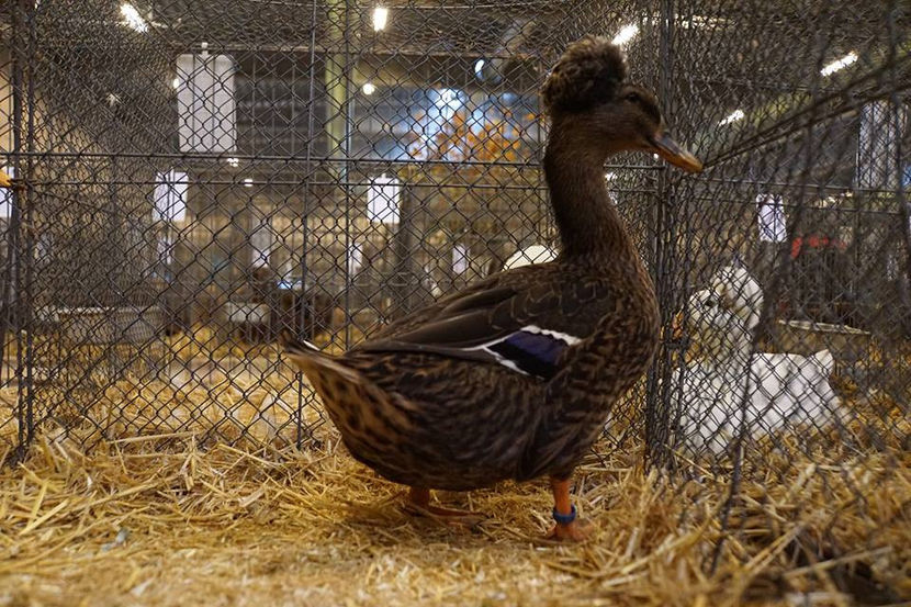  - EXPOZIȚIA EUROPEANĂ - HERNING 2018