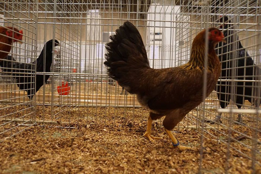  - EXPOZIȚIA EUROPEANĂ - HERNING 2018