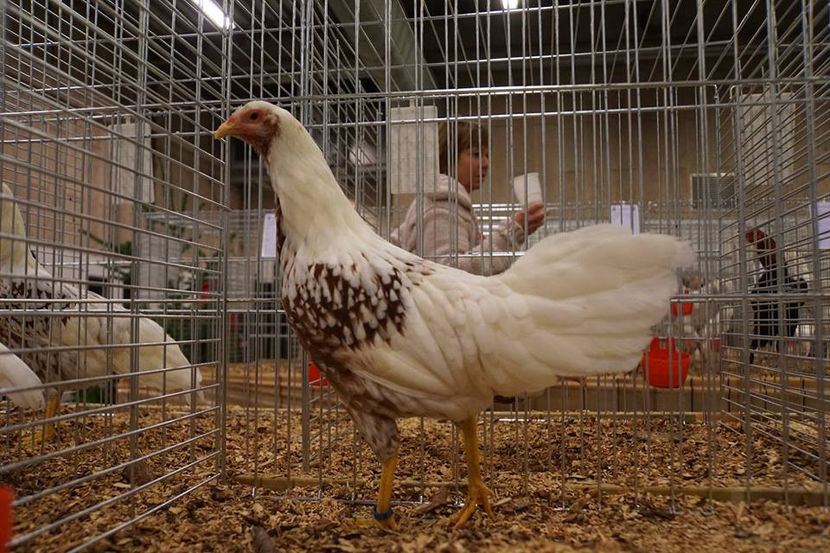  - EXPOZIȚIA EUROPEANĂ - HERNING 2018