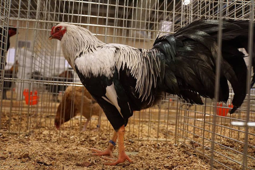  - EXPOZIȚIA EUROPEANĂ - HERNING 2018