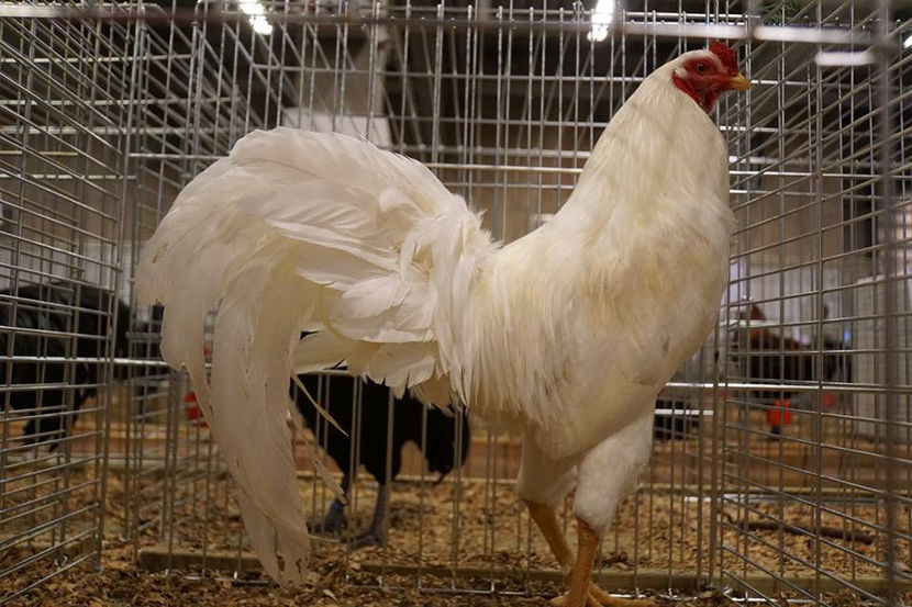  - EXPOZIȚIA EUROPEANĂ - HERNING 2018