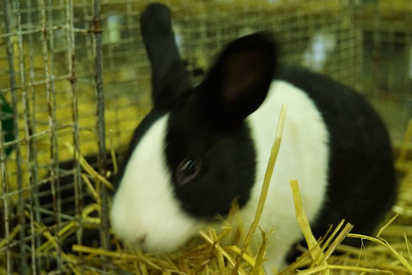  - EXPOZIȚIA EUROPEANĂ - HERNING 2018