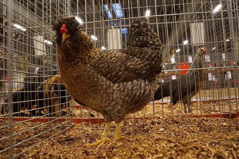  - EXPOZIȚIA EUROPEANĂ - HERNING 2018