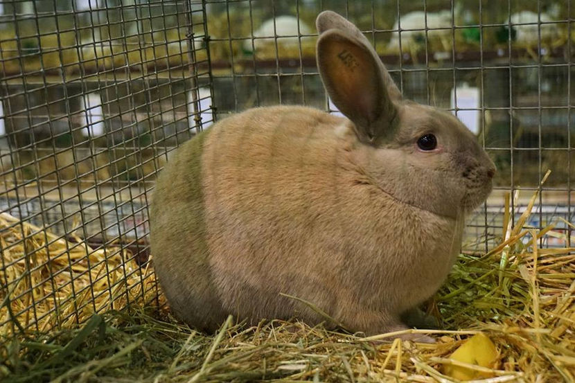  - EXPOZIȚIA EUROPEANĂ - HERNING 2018