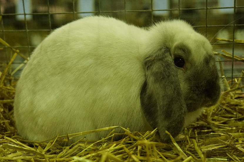  - EXPOZIȚIA EUROPEANĂ - HERNING 2018