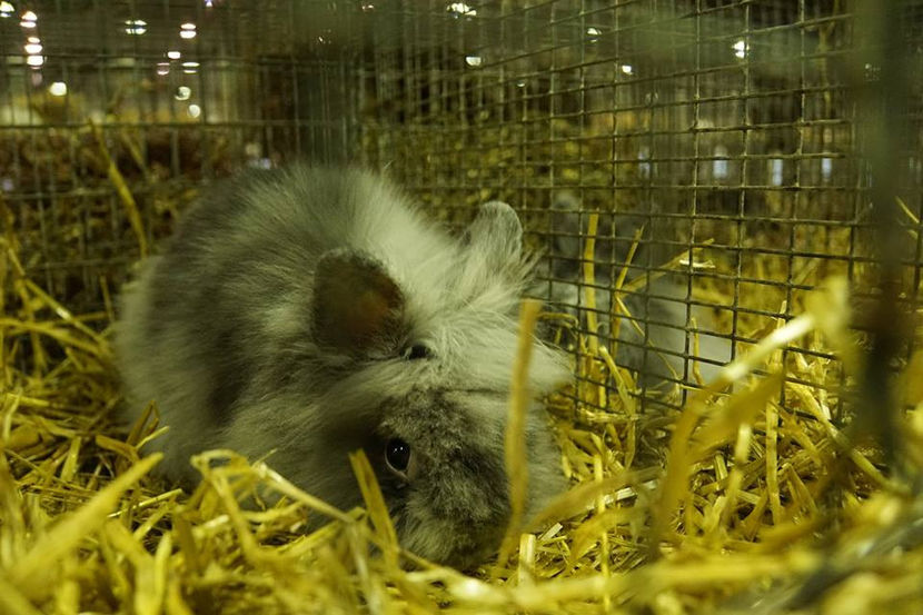  - EXPOZIȚIA EUROPEANĂ - HERNING 2018