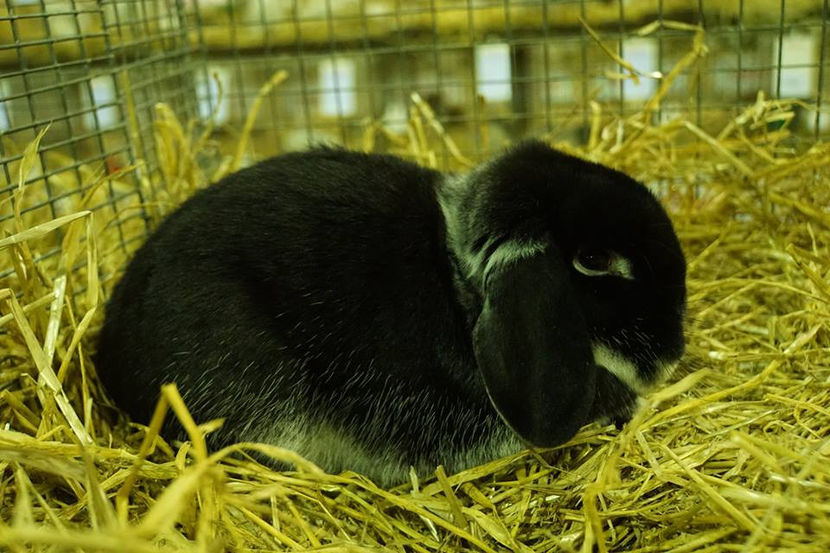  - EXPOZIȚIA EUROPEANĂ - HERNING 2018