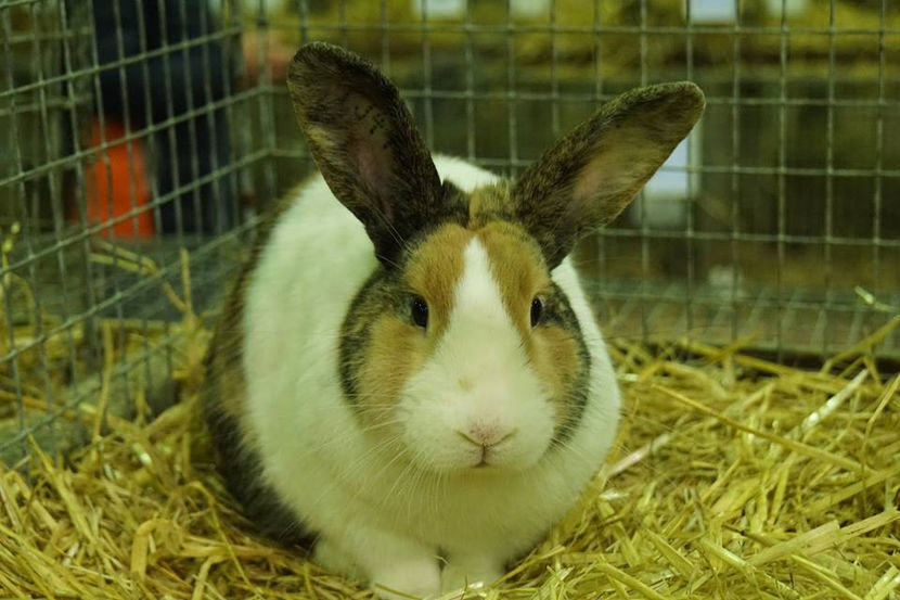  - EXPOZIȚIA EUROPEANĂ - HERNING 2018