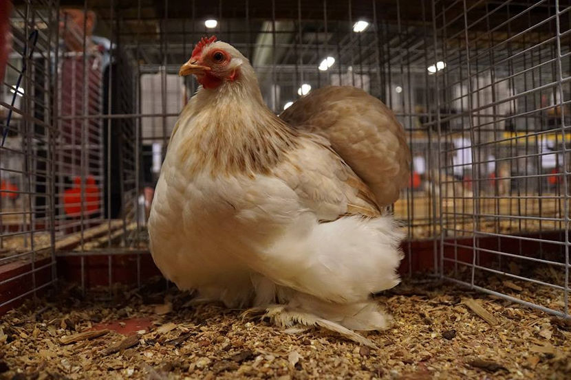  - EXPOZIȚIA EUROPEANĂ - HERNING 2018