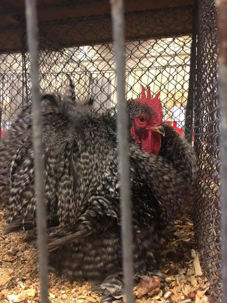  - EXPOZIȚIA EUROPEANĂ - HERNING 2018