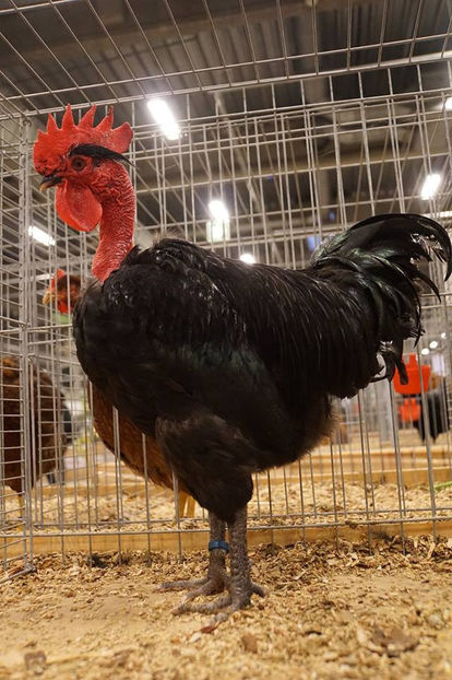  - EXPOZIȚIA EUROPEANĂ - HERNING 2018