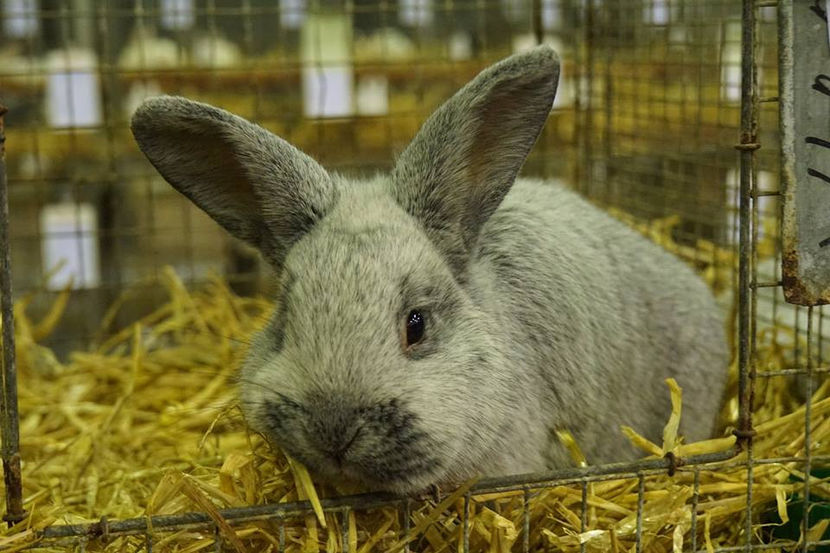  - EXPOZIȚIA EUROPEANĂ - HERNING 2018