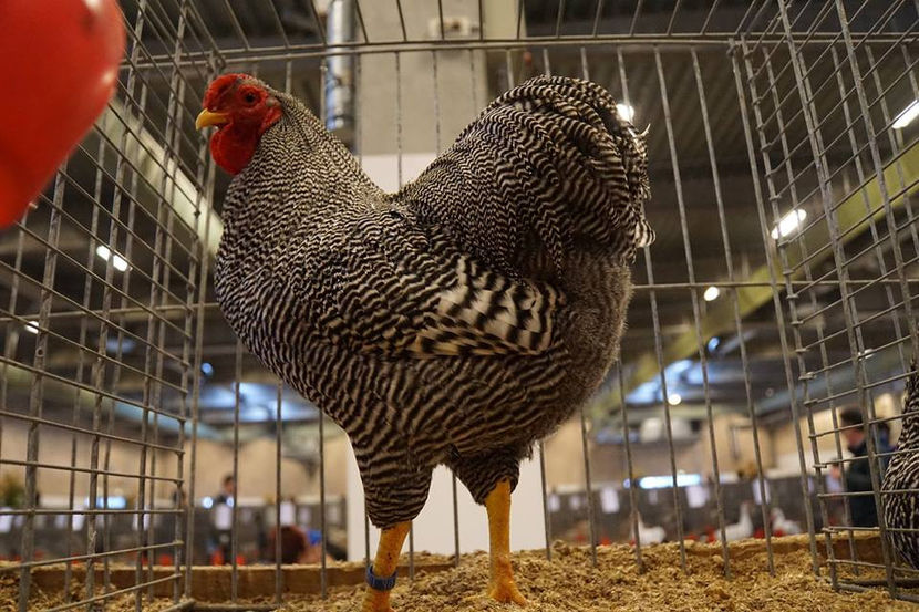  - EXPOZIȚIA EUROPEANĂ - HERNING 2018