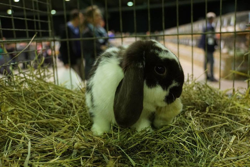  - EXPOZIȚIA EUROPEANĂ - HERNING 2018