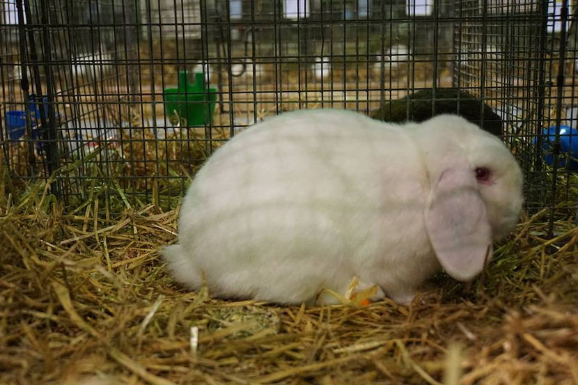  - EXPOZIȚIA EUROPEANĂ - HERNING 2018