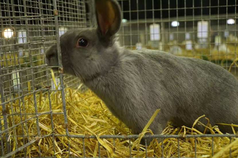  - EXPOZIȚIA EUROPEANĂ - HERNING 2018