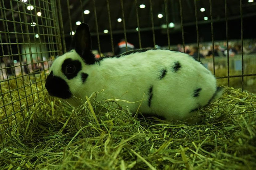  - EXPOZIȚIA EUROPEANĂ - HERNING 2018