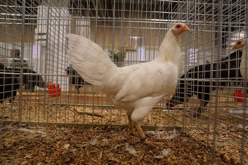  - EXPOZIȚIA EUROPEANĂ - HERNING 2018