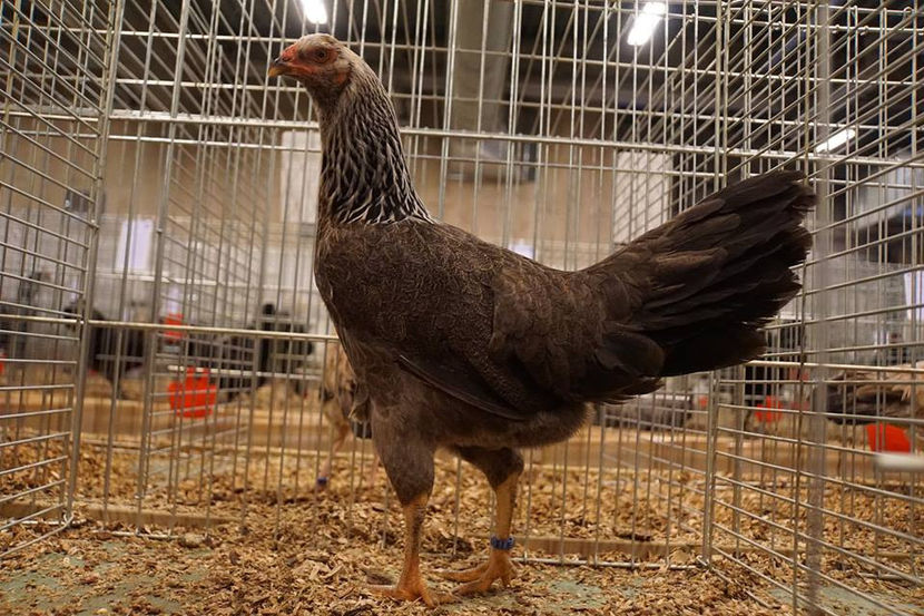  - EXPOZIȚIA EUROPEANĂ - HERNING 2018