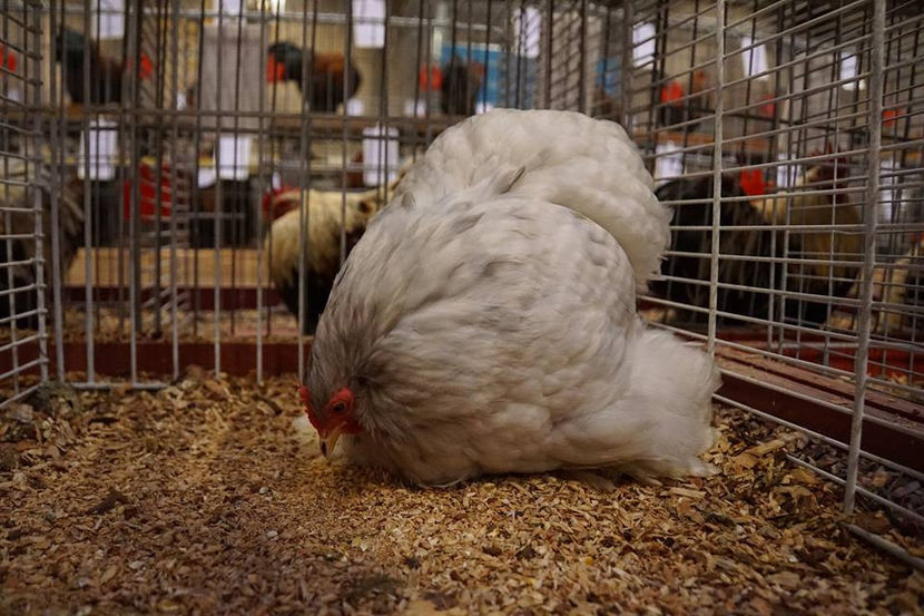  - EXPOZIȚIA EUROPEANĂ - HERNING 2018